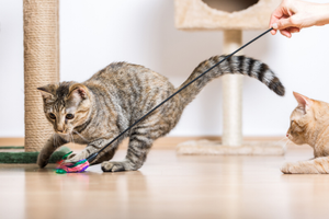 Exciting Pet Toys Encourage Activity