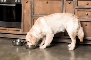 Better Nutrition Through Proper Feeding